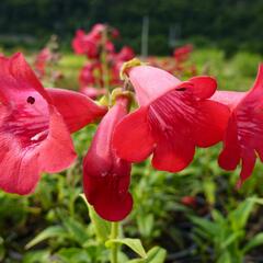 Dračík 'Tubular Bells Red' - Penstemon hartwegii 'Tubular Bells Red'