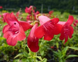 Dračík 'Tubular Bells Red'