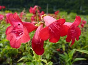 Dračík 'Tubular Bells Red' - Penstemon hartwegii 'Tubular Bells Red'
