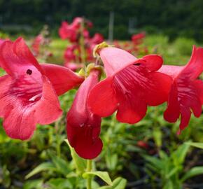 Dračík 'Tubular Bells Red' - Penstemon hartwegii 'Tubular Bells Red'