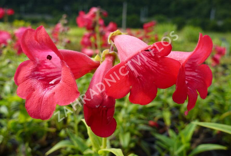 Dračík 'Tubular Bells Red' - Penstemon hartwegii 'Tubular Bells Red'