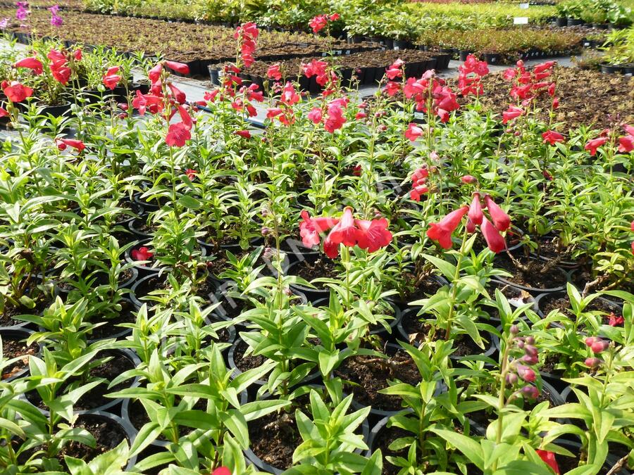 Dračík 'Tubular Bells Red' - Penstemon hartwegii 'Tubular Bells Red'