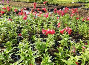 Dračík 'Tubular Bells Red' - Penstemon hartwegii 'Tubular Bells Red'