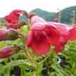 Dračík 'Tubular Bells Red' - Penstemon hartwegii 'Tubular Bells Red'