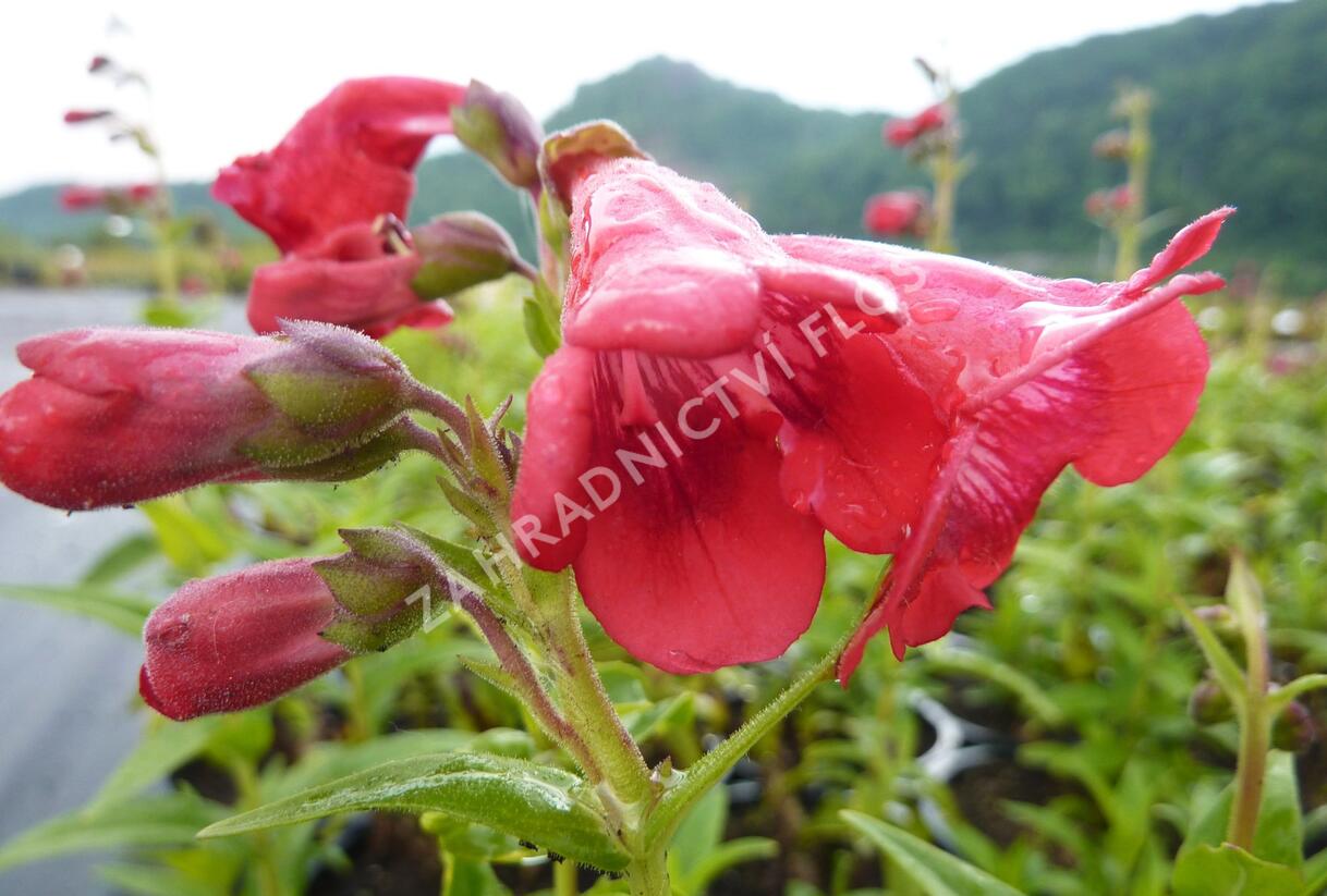 Dračík 'Tubular Bells Red' - Penstemon hartwegii 'Tubular Bells Red'