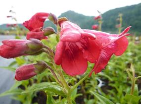 Dračík 'Tubular Bells Red' - Penstemon hartwegii 'Tubular Bells Red'
