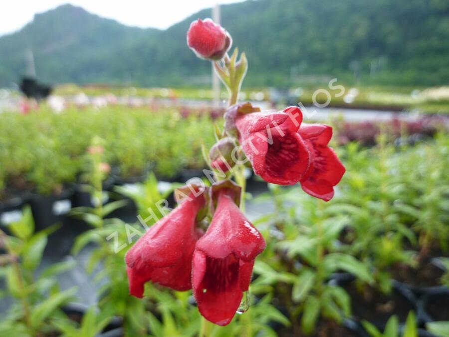 Dračík 'Tubular Bells Red' - Penstemon hartwegii 'Tubular Bells Red'
