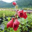 Dračík 'Tubular Bells Red' - Penstemon hartwegii 'Tubular Bells Red'