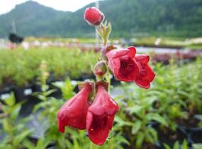 Dračík 'Tubular Bells Red' - Penstemon hartwegii 'Tubular Bells Red'