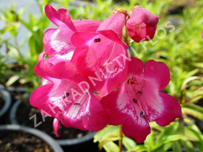 Dračík 'Artist Bell Carmin' - Penstemon hartwegii 'Artist Bell Carmin'