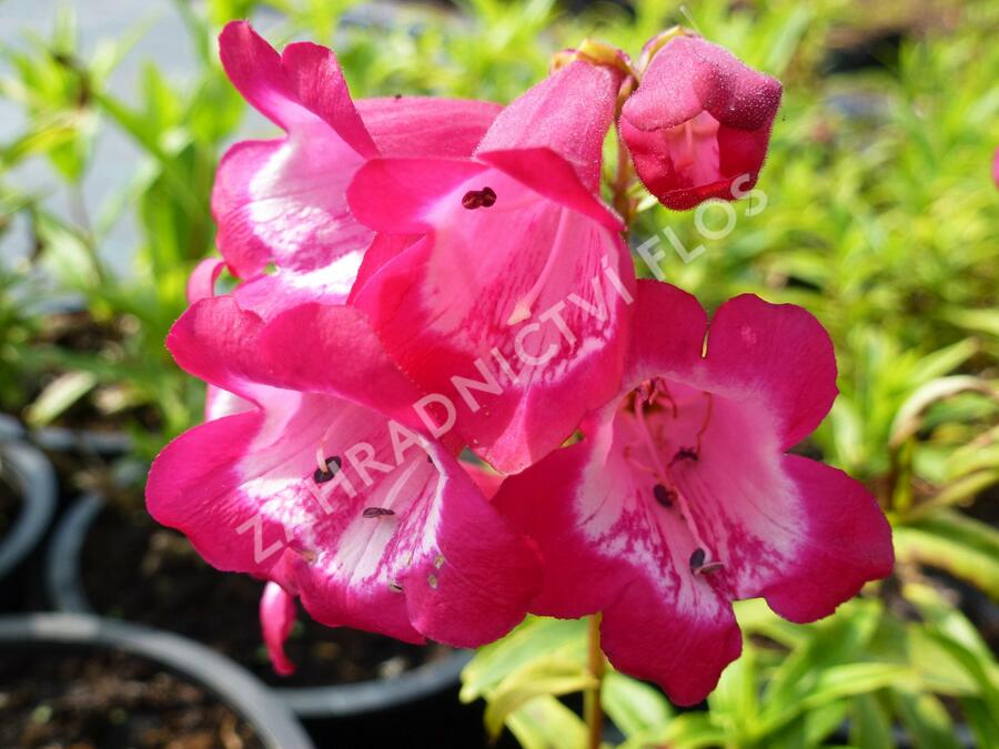 Dračík 'Artist Bell Carmin' - Penstemon hartwegii 'Artist Bell Carmin'