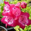 Dračík 'Artist Bell Carmin' - Penstemon hartwegii 'Artist Bell Carmin'