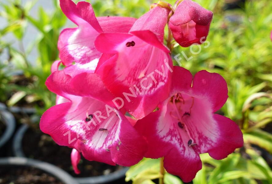 Dračík 'Artist Bell Carmin' - Penstemon hartwegii 'Artist Bell Carmin'
