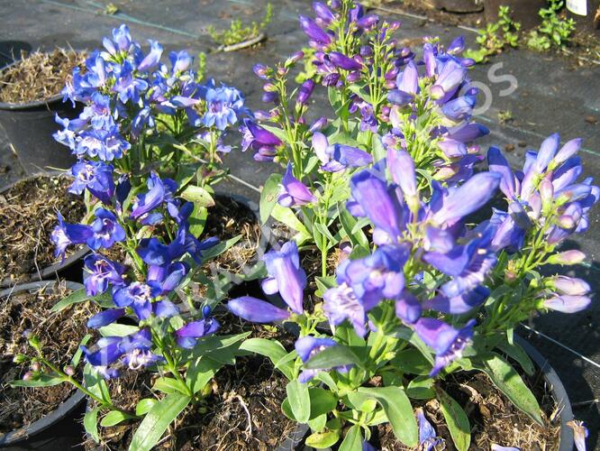 Dračík 'Pinacolada Violet Shades' - Penstemon barbatus 'Pinacolada Violet Shades'