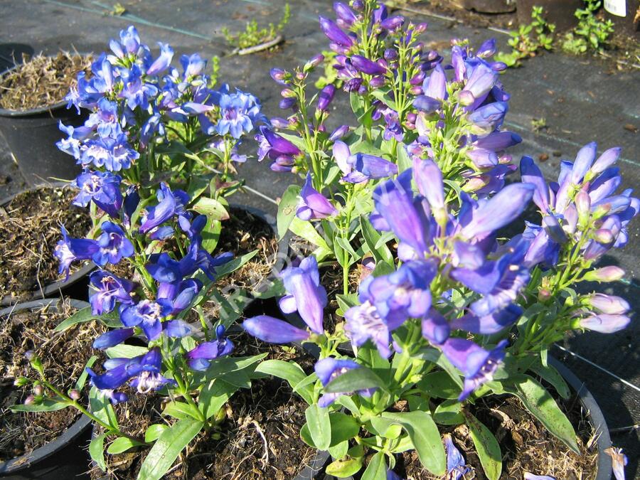 Dračík 'Pinacolada Violet Shades' - Penstemon barbatus 'Pinacolada Violet Shades'