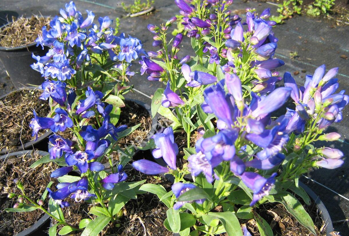Dračík 'Pinacolada Violet Shades' - Penstemon barbatus 'Pinacolada Violet Shades'