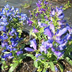 Dračík 'Pinacolada Violet Shades' - Penstemon barbatus 'Pinacolada Violet Shades'