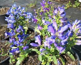 Dračík 'Pinacolada Violet Shades'
