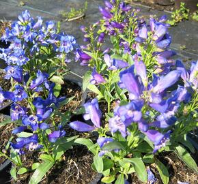 Dračík 'Pinacolada Violet Shades' - Penstemon barbatus 'Pinacolada Violet Shades'