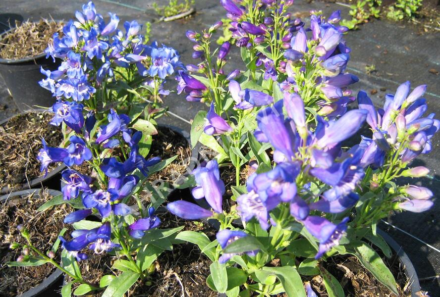 Dračík 'Pinacolada Violet Shades' - Penstemon barbatus 'Pinacolada Violet Shades'