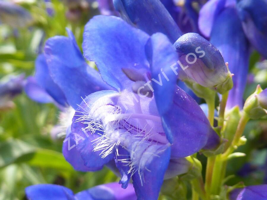 Dračík 'Pinacolada Violet Shades' - Penstemon barbatus 'Pinacolada Violet Shades'