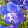 Dračík 'Pinacolada Violet Shades' - Penstemon barbatus 'Pinacolada Violet Shades'