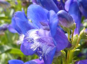 Dračík 'Pinacolada Violet Shades' - Penstemon barbatus 'Pinacolada Violet Shades'