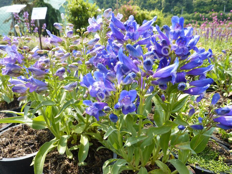 Dračík 'Pinacolada Violet Shades' - Penstemon barbatus 'Pinacolada Violet Shades'