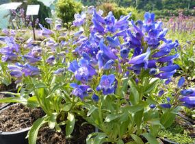Dračík 'Pinacolada Violet Shades' - Penstemon barbatus 'Pinacolada Violet Shades'