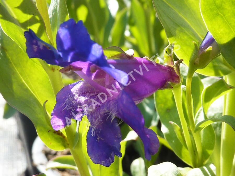 Dračík 'Pinacolada Violet Shades' - Penstemon barbatus 'Pinacolada Violet Shades'