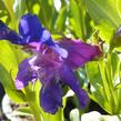Dračík 'Pinacolada Violet Shades' - Penstemon barbatus 'Pinacolada Violet Shades'