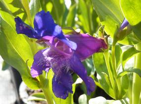 Dračík 'Pinacolada Violet Shades' - Penstemon barbatus 'Pinacolada Violet Shades'