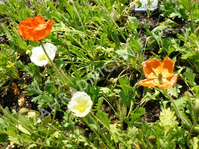 Mák lysý 'Wonderland Mix' - Papaver nudicaule 'Wonderland Mix'