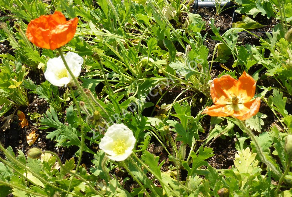 Mák lysý 'Wonderland Mix' - Papaver nudicaule 'Wonderland Mix'