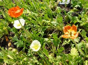 Mák lysý 'Wonderland Mix' - Papaver nudicaule 'Wonderland Mix'