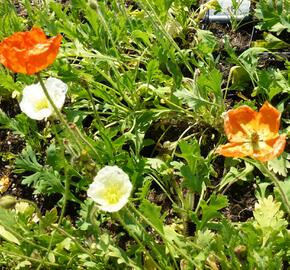 Mák lysý 'Wonderland Mix' - Papaver nudicaule 'Wonderland Mix'