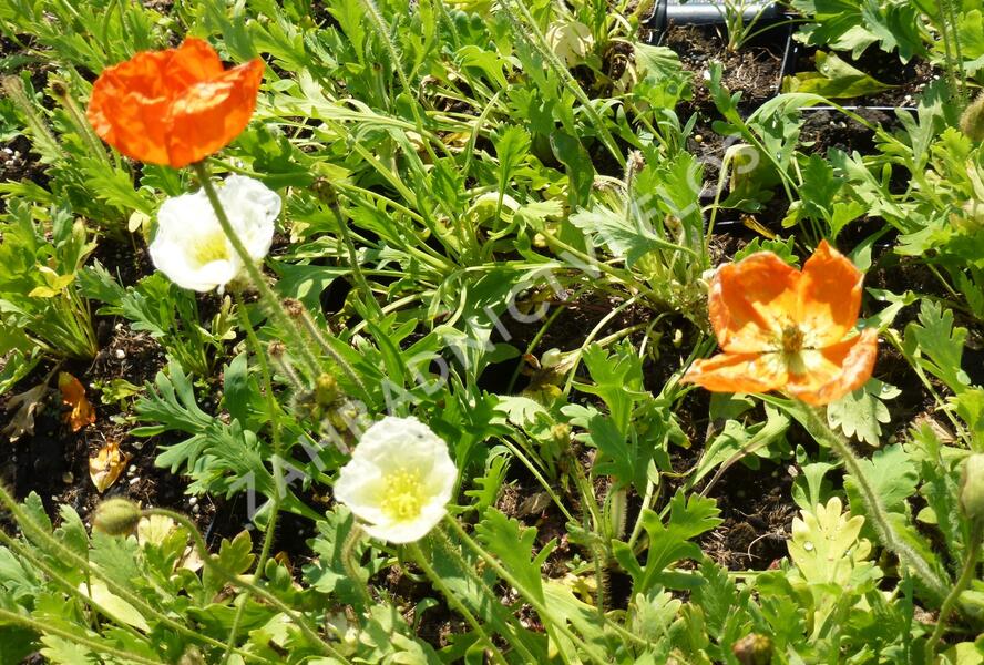 Mák lysý 'Wonderland Mix' - Papaver nudicaule 'Wonderland Mix'