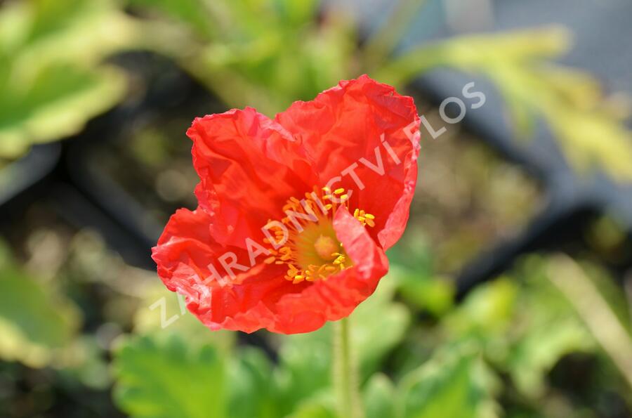 Mák lysý 'Wonderland Mix' - Papaver nudicaule 'Wonderland Mix'