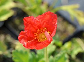 Mák lysý 'Wonderland Mix' - Papaver nudicaule 'Wonderland Mix'
