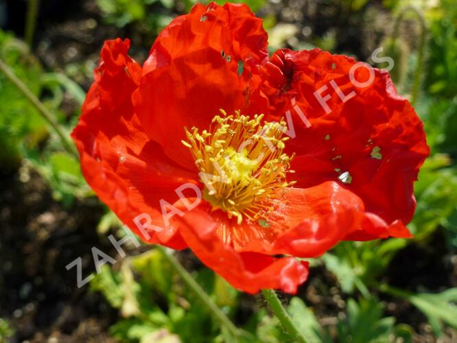 Mák lysý 'Matador' - Papaver nudicaule 'Matador'