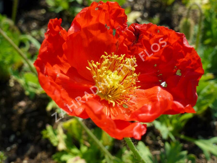 Mák lysý 'Matador' - Papaver nudicaule 'Matador'