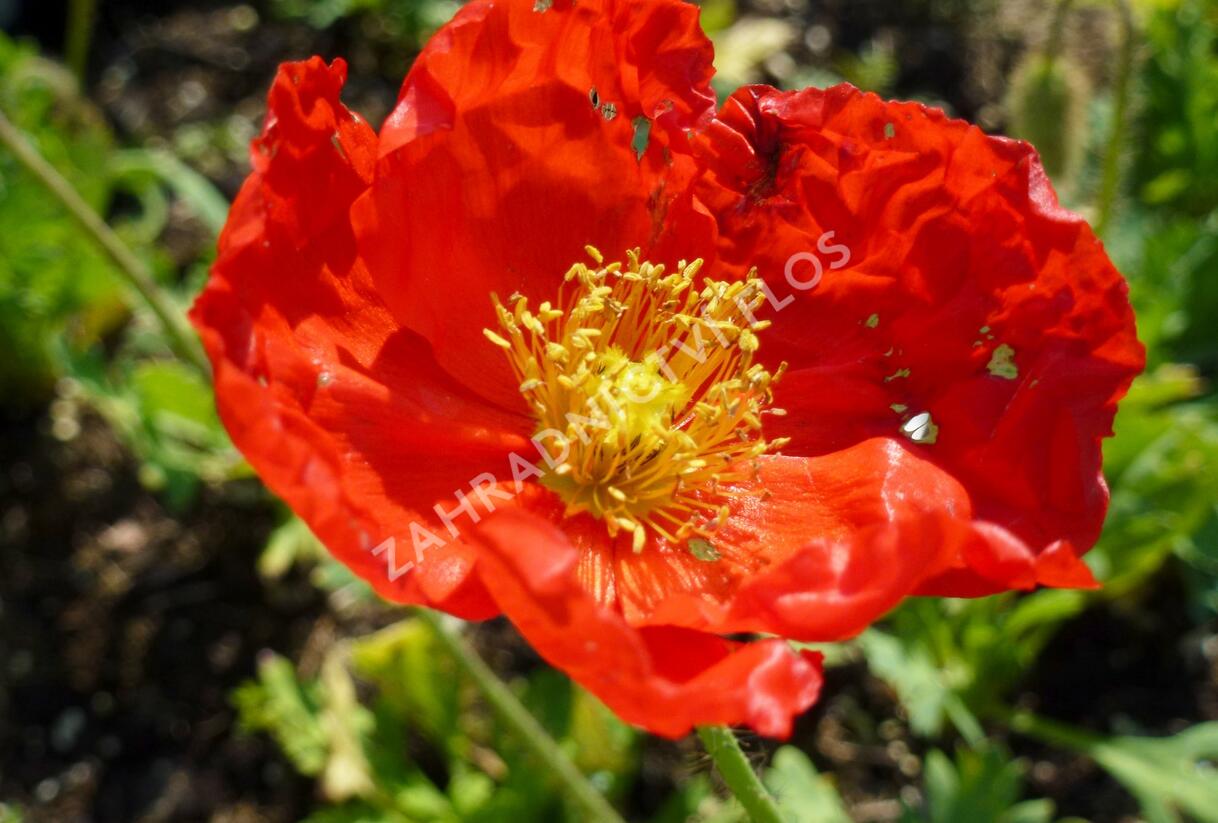 Mák lysý 'Matador' - Papaver nudicaule 'Matador'