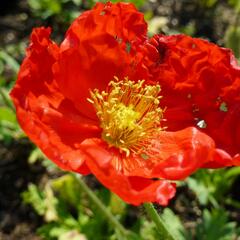 Mák lysý 'Matador' - Papaver nudicaule 'Matador'