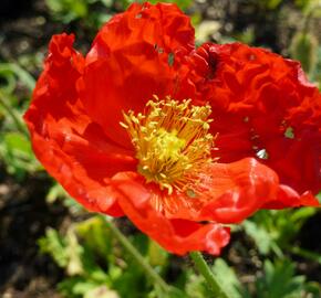 Mák lysý 'Matador' - Papaver nudicaule 'Matador'