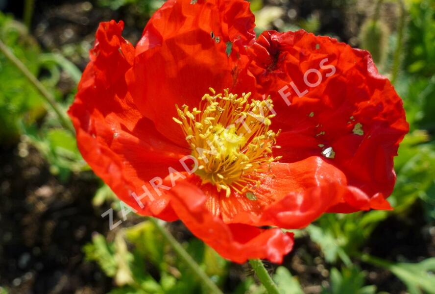 Mák lysý 'Matador' - Papaver nudicaule 'Matador'