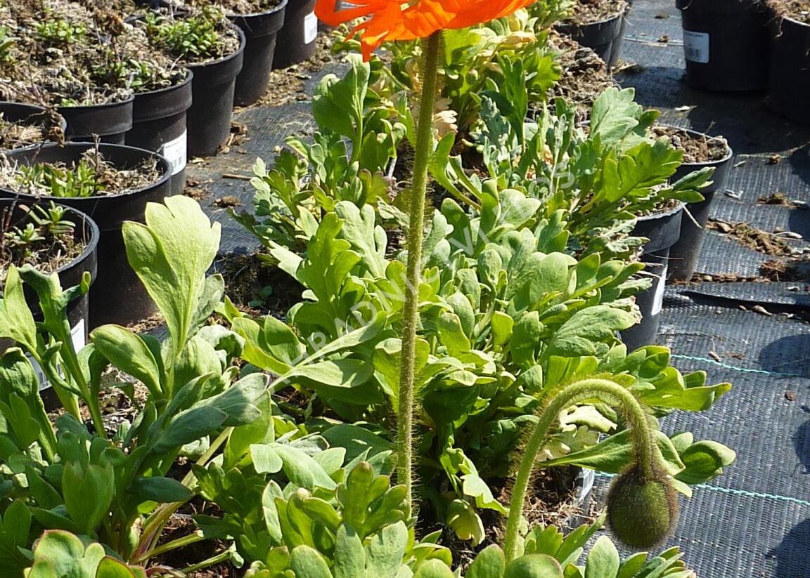 Mák lysý 'Matador' - Papaver nudicaule 'Matador'