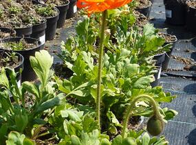 Mák lysý 'Matador' - Papaver nudicaule 'Matador'