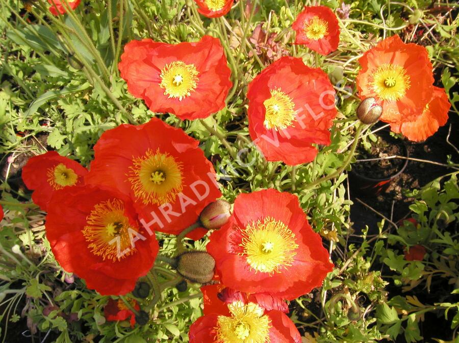 Mák lysý 'Matador' - Papaver nudicaule 'Matador'
