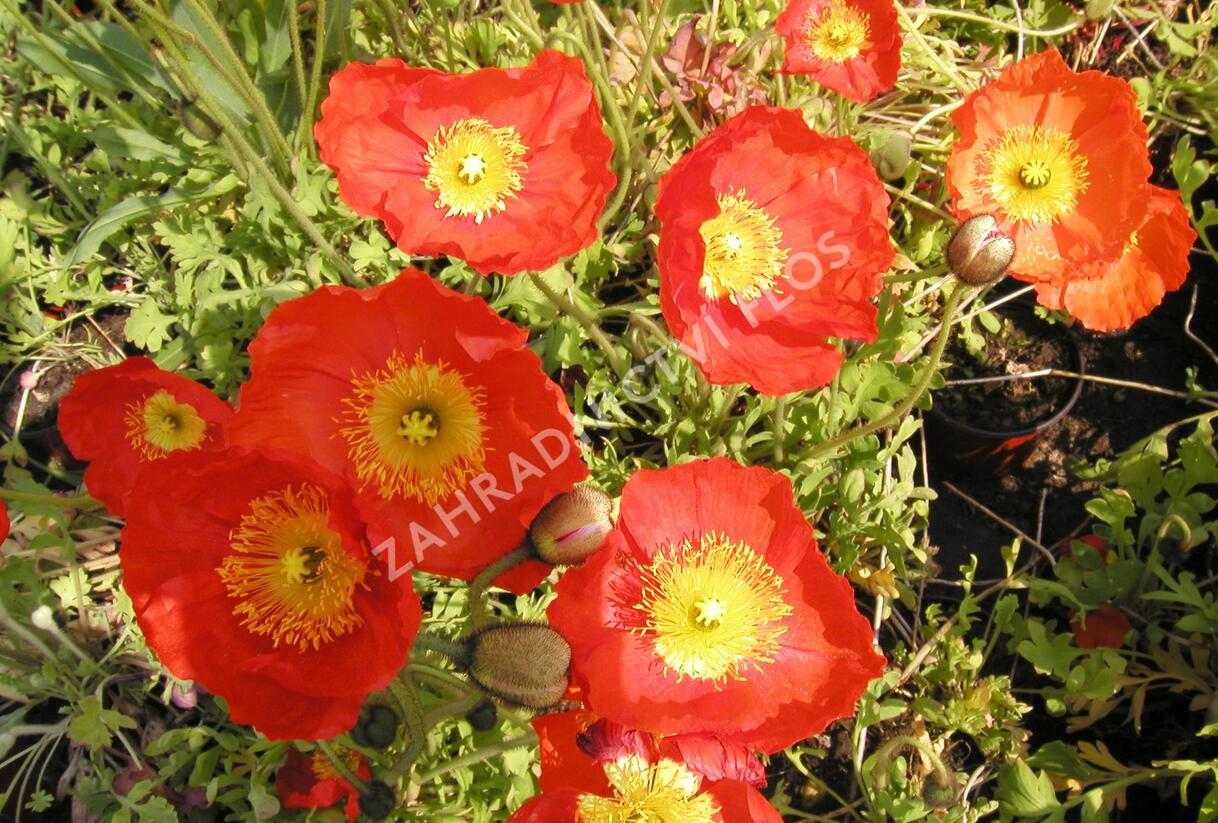 Mák lysý 'Matador' - Papaver nudicaule 'Matador'