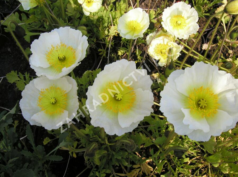 Mák lysý 'Matador' - Papaver nudicaule 'Matador'